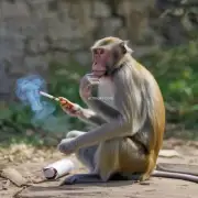 猴子每天都要制作出多长的香烟？
