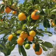 为什么秋季是柑橘类果树结果期呢?