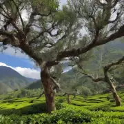 在云南大理州和思茅地区种植有哪几种茶树？