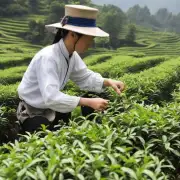 为什么选择传统的手摘方法对制造高品质福鼎白茶至关重要？