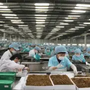 福建烟草集团股份有限公司是否只在福建地区从事香烟制造和营销工作？