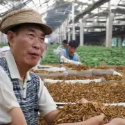 福建烟草集团生产的是不是厦门产？如果是的话价格是多少呢？