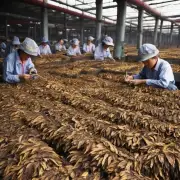 中国有多少生产香烟的工厂？