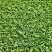 什么是镇江绿茶？