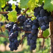 什么是葡萄酒中的葡萄品种和产地的特点？