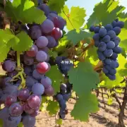 美国加州有多么多的葡萄品种用于制作优质美酒？