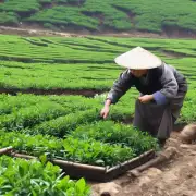 为什么在春季新采制出的茶叶质量更好呢？