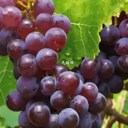 葡萄酒在酿造过程中使用的葡萄品种有哪些?