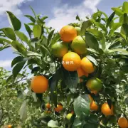 夏季的高温会直接影响柑橘类植物生长吗?