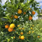 当温度降低时柑橘类植物生长缓慢或停止为什么它也会减少产量?
