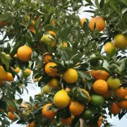 秋季是柑橘类果树结果期吗?
