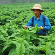 在中华香烟生产过程中烟草叶子的质量对成本有什么影响?