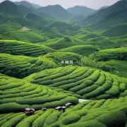 除了武夷山的茶叶还有哪些地方也是著名的茶叶产地?