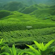 什么样的气候条件是最适合种植乌龙茶的最佳条件?