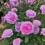 许多植物都可以用来泡茶例如薰衣草迷迭香等但是为什么有些人喜欢将玫瑰花作为泡茶的首选材料?