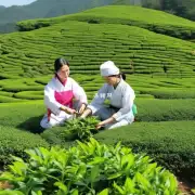武夷山产的绿茶有几种类型?