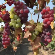 什么是葡萄皮所带出的苦味和酸味对葡萄酒口味的影响?