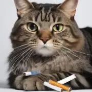 贵公司的好猫香烟软包包装上是否使用了可降解塑料?