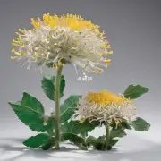 非洲菊香烟的花朵如何传播?