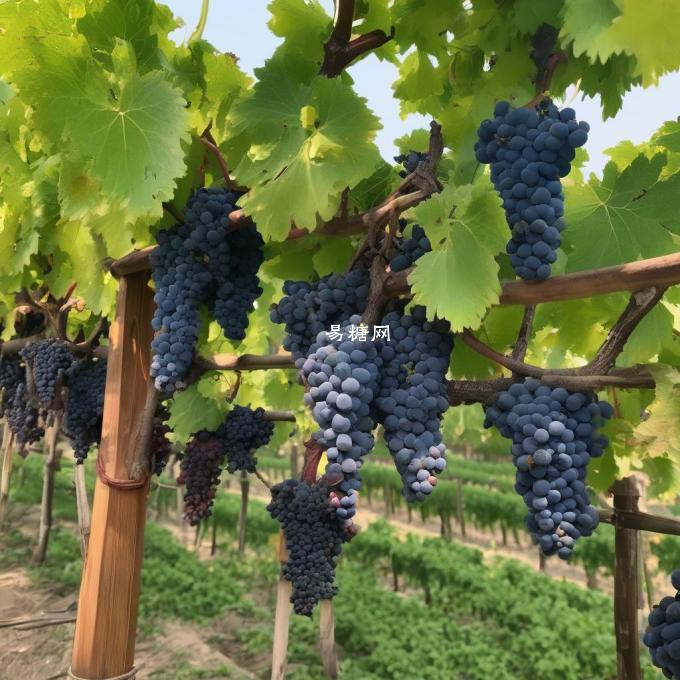 张裕庄园系列红葡萄酒是中国哪些地方的葡萄制成的产品? 这些地区的气候条件适合种植什么类型的葡萄树？